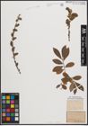 Foto von Salix cinerea L. x Salix viminalis L.